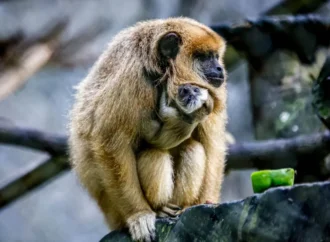 Veja o que fazer se encontrar animais silvestres em área urbana