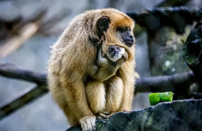 Veja o que fazer se encontrar animais silvestres em área urbana