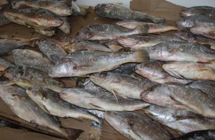 Pesquisas encontram variação de até 125% no preço do peixe em João Pessoa para a Semana Santa