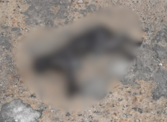 Gato é encontrado morto com suspeita de envenenamento no Nenzinha Cunha Lima