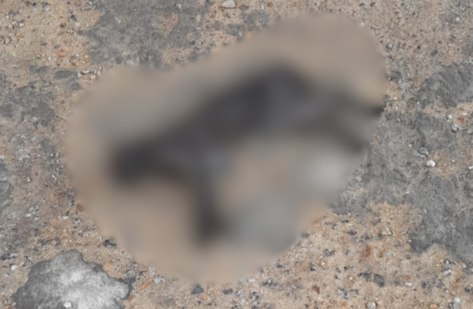 Gato é encontrado morto com suspeita de envenenamento no Nenzinha Cunha Lima