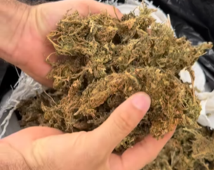 Polícia Civil apreende quase meio milhão de reais em drogas no cariri paraibano