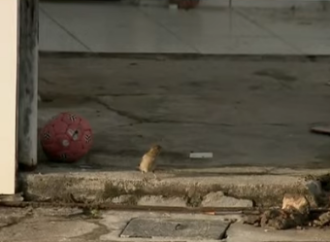 Menina de três anos morre esmagada após muro desabar, em João Pessoa