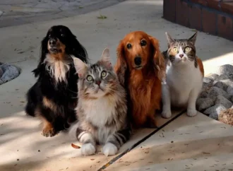 Governo publica lei que institui guarda compartilhada de pets
