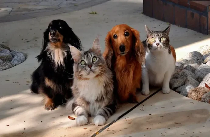 Governo publica lei que institui guarda compartilhada de pets