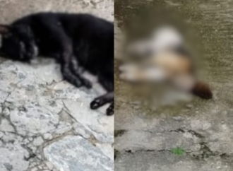 Gatos são encontrados mortos com suspeita de envenenamento em Fagundes