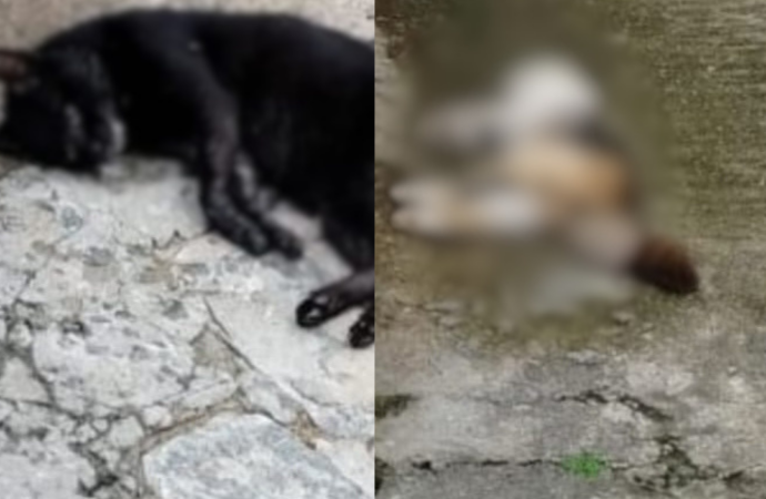 Gatos são encontrados mortos com suspeita de envenenamento em Fagundes