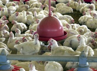 Gripe aviária: Brasil investiga quatro casos suspeitos de H5N1