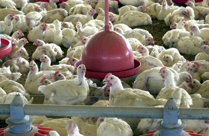 Gripe aviária: Brasil investiga quatro casos suspeitos de H5N1