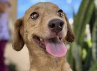 Programa Castra+PB abre vagas para castração de cães e gatos no estado; saiba mais