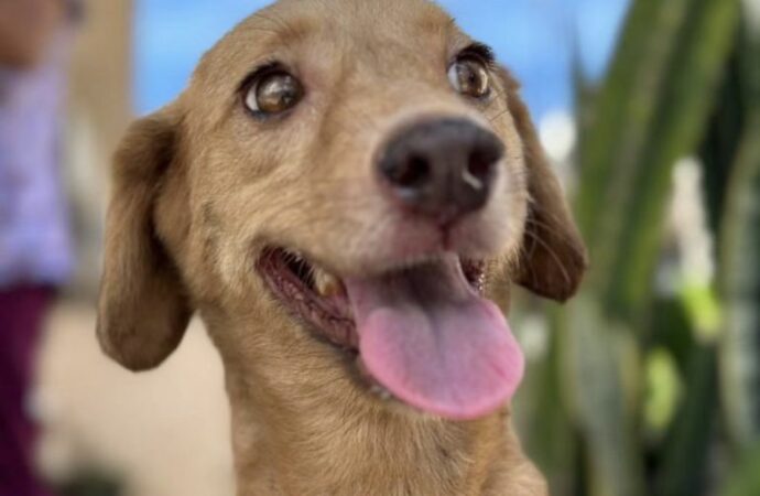 Programa Castra+PB abre vagas para castração de cães e gatos no estado; saiba mais