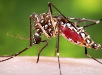 Mais da metade dos bairros de Campina Grande está com alto risco para infestação de Aedes aegypti