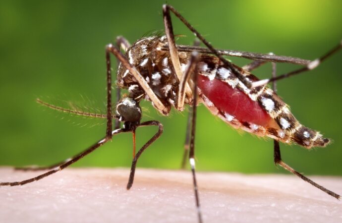 Mais da metade dos bairros de Campina Grande está com alto risco para infestação de Aedes aegypti