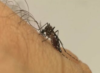 Casos de dengue aumentam na Paraíba
