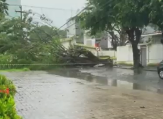 Queda de árvore derruba poste e interdita Avenida Júlia Freire após fortes chuvas em João Pessoa