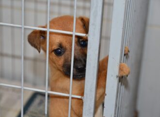Paraíba Pet promove mais de 400 castrações em seis cidades até quinta-feira (30)