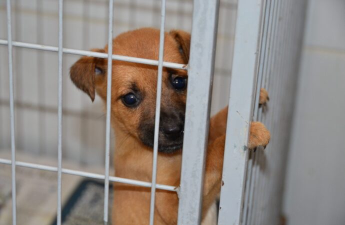 Paraíba Pet promove mais de 400 castrações em seis cidades até quinta-feira (30)