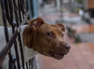 Operação “Quatro Patas” prende seis por maus-tratos a animais
