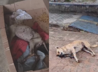 Animais são assassinados em massa nas cidades de Teixeira e Picuí, interior da Paraíba