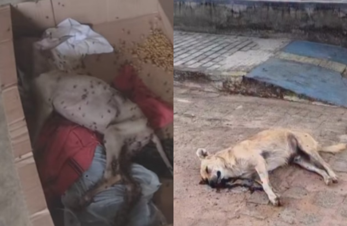 Animais são assassinados em massa nas cidades de Teixeira e Picuí, interior da Paraíba