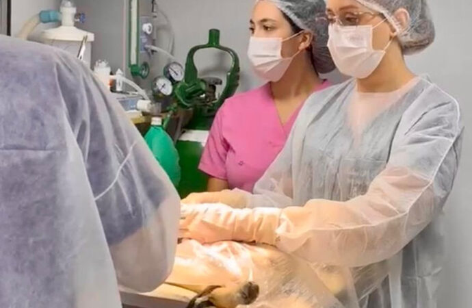 Prefeitura de Cuité realiza ação de castração de animais em parceria com o Castra+ Paraíba