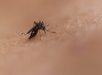 Paraíba registra mais de 2,3 mil casos de dengue em 2026