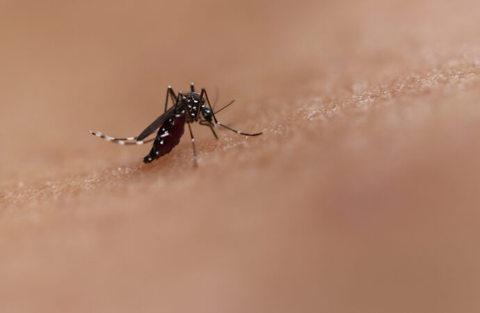 Paraíba registra mais de 2,3 mil casos de dengue em 2026
