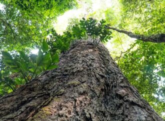 Ministério do Meio Ambiente lança edital com R$ 19 milhões para ampliar arborização urbana