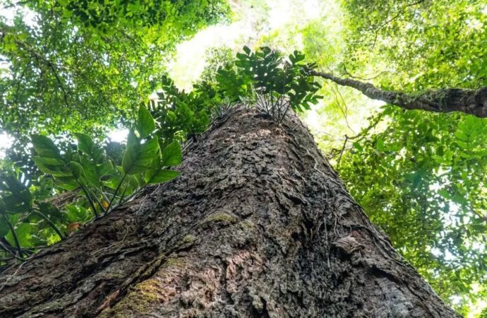 Ministério do Meio Ambiente lança edital com R$ 19 milhões para ampliar arborização urbana