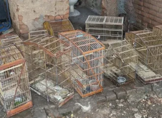 Denúncia anônima leva à apreensão de 21 aves silvestres em Malta