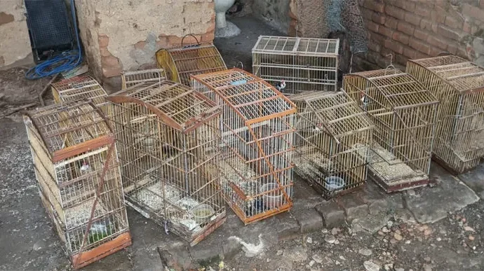 Denúncia anônima leva à apreensão de 21 aves silvestres em Malta