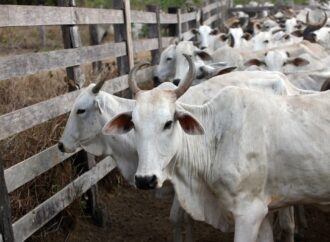 Preço da carne não deve baixar no Brasil mesmo com veto da União Europeia às exportações