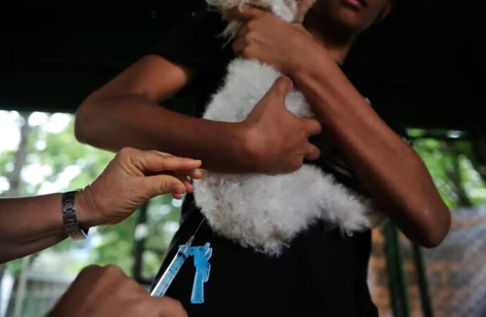 Governo federal publica lei que criminaliza exercício ilegal da medicina veterinária