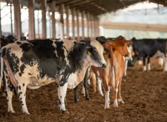 União Europeia oficializa veto à importação de carne brasileira, peixe e mel