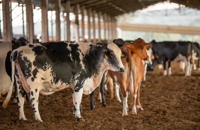 União Europeia oficializa veto à importação de carne brasileira, peixe e mel
