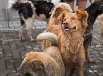 MPPB abre ação para obrigar município do Sertão a recolher animais soltos
