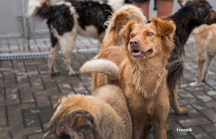MPPB abre ação para obrigar município do Sertão a recolher animais soltos