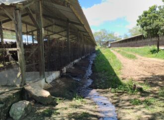 Empresária dona de granja de galinhas é presa por poluição ambiental, em Campina Grande