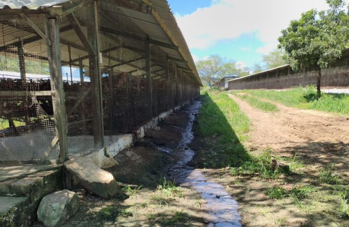 Empresária dona de granja de galinhas é presa por poluição ambiental, em Campina Grande