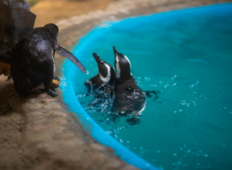Aquário Paraíba reúne pinguins, tubarões e educação ambiental em experiência para toda a família