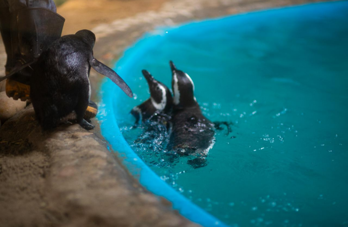 Aquário Paraíba reúne pinguins, tubarões e educação ambiental em experiência para toda a família