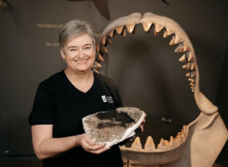 Fóssil recuperado revela verdadeiro tamanho do megalodon