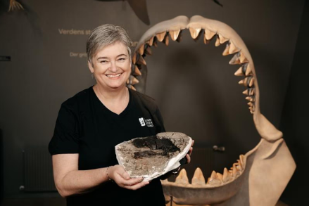 Fóssil recuperado revela verdadeiro tamanho do megalodon