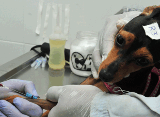 Programa oferece mais de 3 mil vagas para castração de cães e gatos em 16 cidades da Paraíba