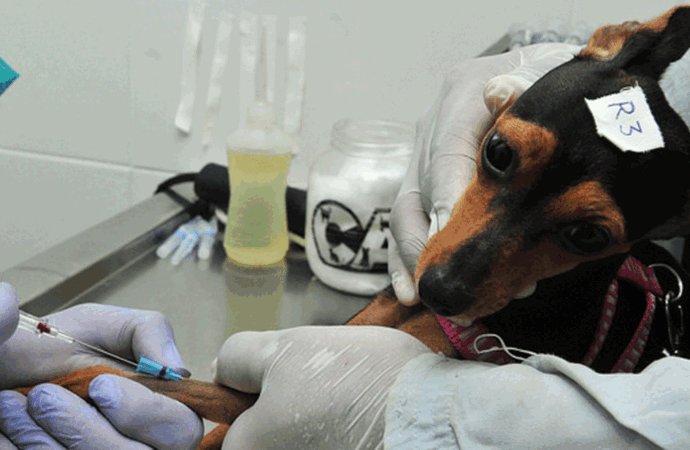 Programa oferece mais de 3 mil vagas para castração de cães e gatos em 16 cidades da Paraíba