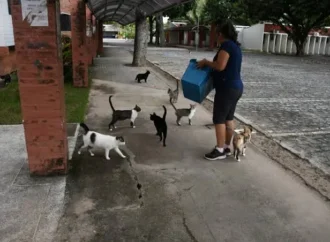 MPT dá prazo de 180 dias para UFPB restringir acesso de gatos