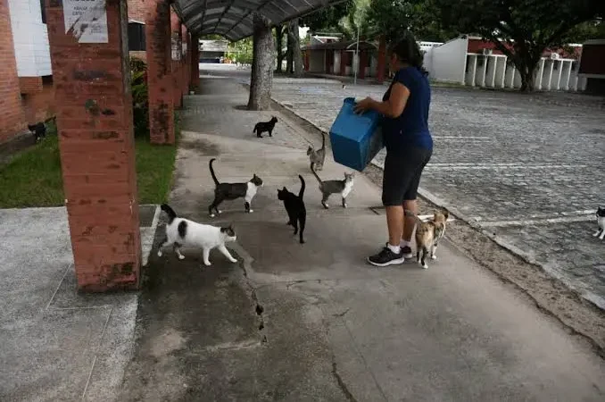 MPT dá prazo de 180 dias para UFPB restringir acesso de gatos