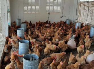 Feira da Avicultura Caipira aposta em inovação e fortalecimento dos pequenos produtores