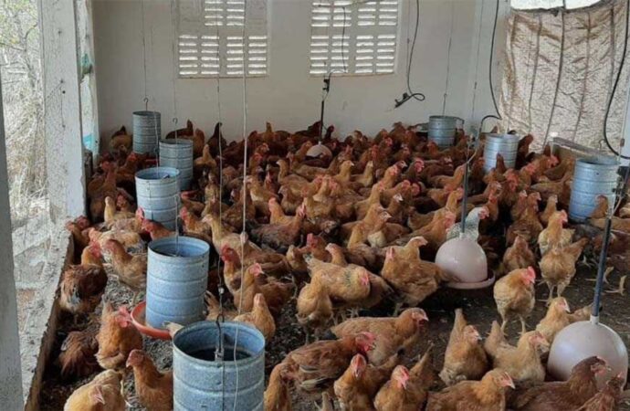 Feira da Avicultura Caipira aposta em inovação e fortalecimento dos pequenos produtores