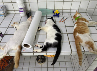 Veterinário alerta para cuidados com a rinotraqueíte felina no frio